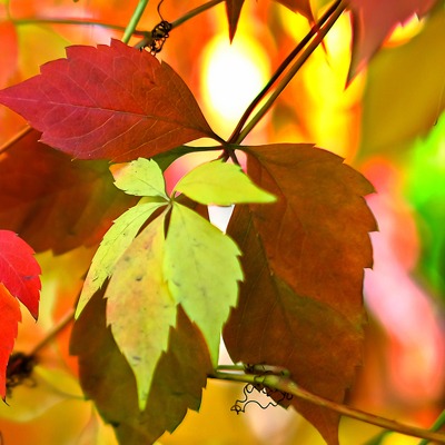De Herfst komt eraan